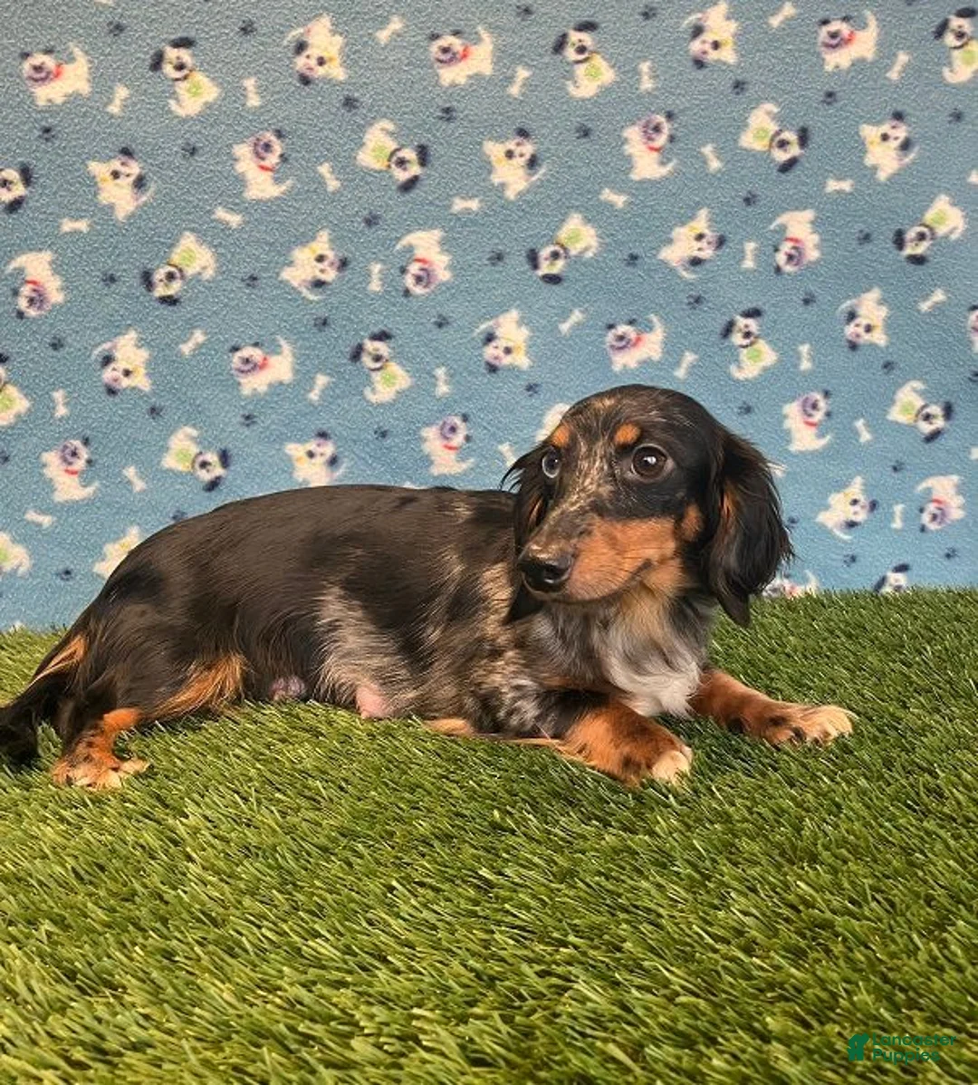 Miniature Dachshund dogs for sale: AKC-Rolo - Ad 9
