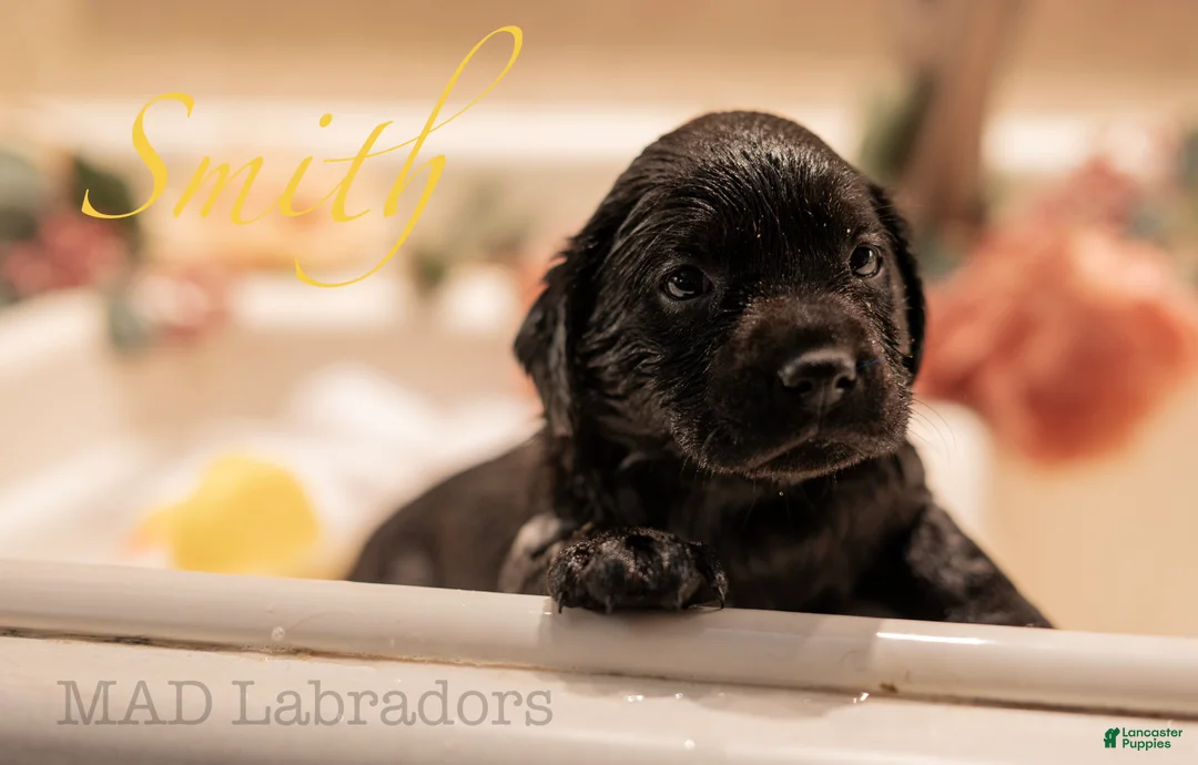 Labrador Retriever dogs for sale: Smith - Ad 1