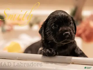 Labrador Retriever dogs Smith - Ad 7