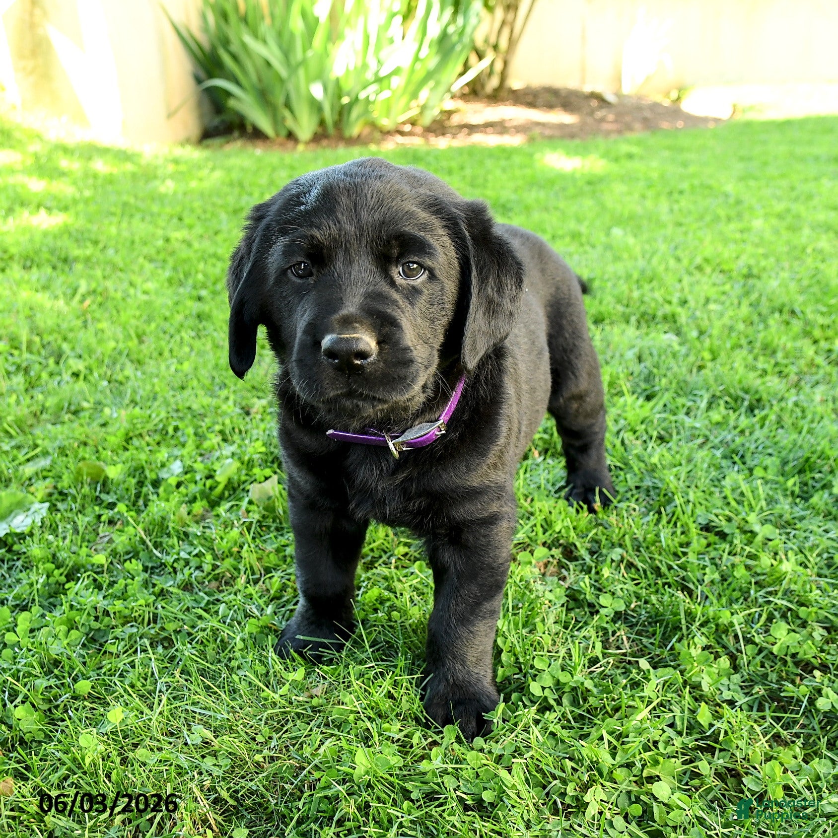 Labrador Retriever dogs for sale: Alexander - Ad 3