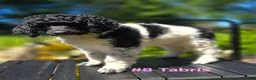Standard Poodle dogs for sale: Tabris - Ad 4
