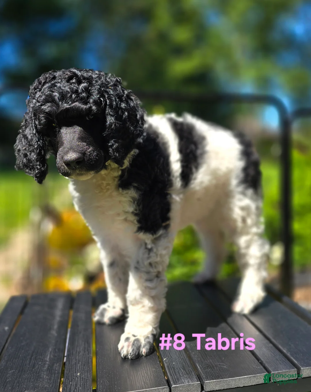 Standard Poodle dogs for sale: Tabris - Ad 4