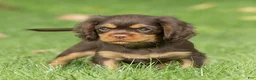 Cavalier King Charles Spaniel dogs for sale: Shadow Cavalier King Charles Spaniel  - Ad 5