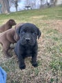 Labrador Retriever Puppy 10