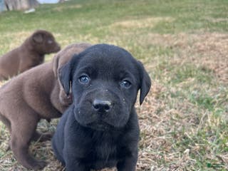 Labrador Retriever dogs Labrador Retriever Puppy 10 - Ad 33