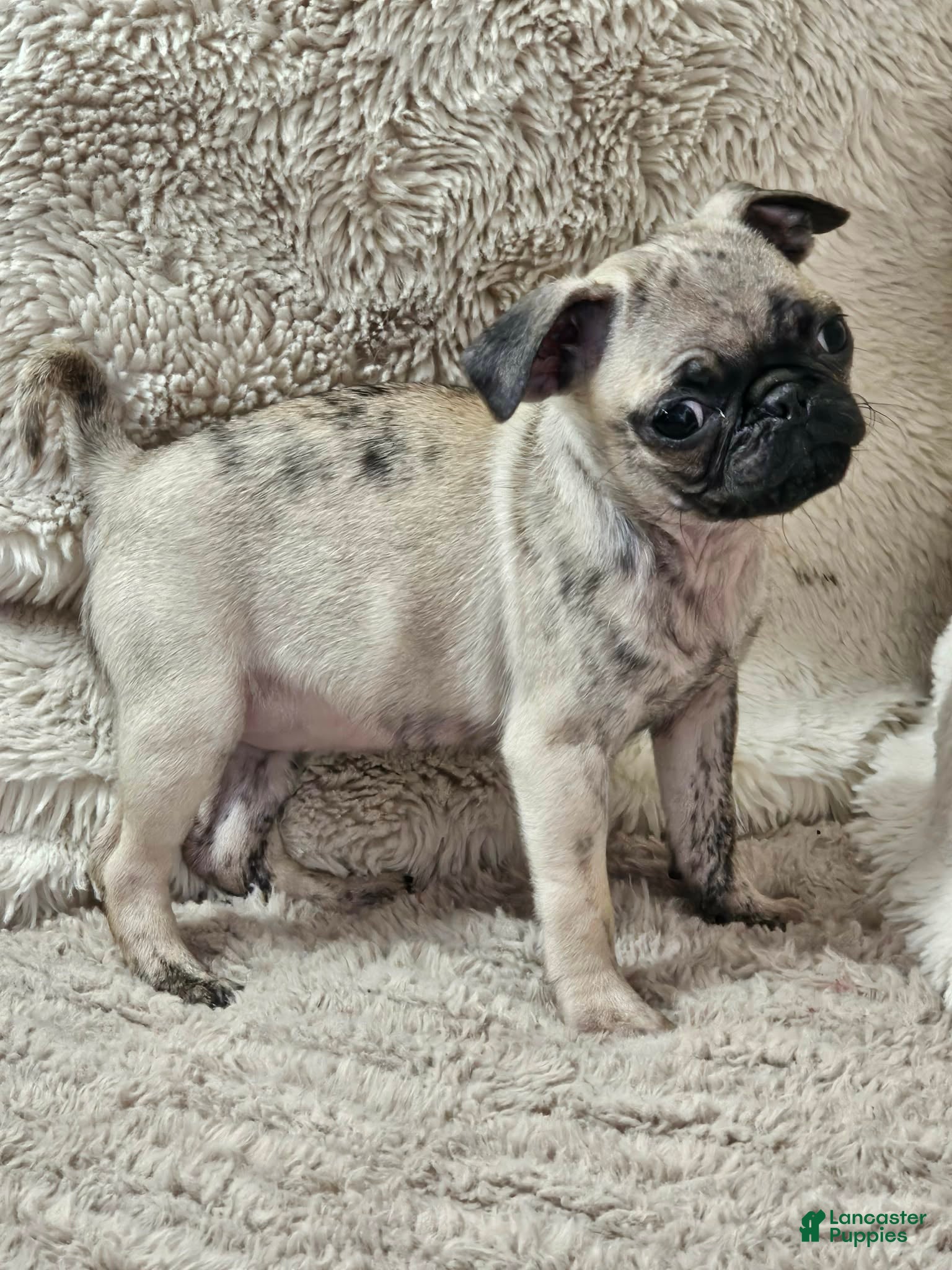 Pug dogs Lola - Ad 2