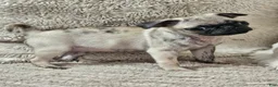 Pug dogs for sale: Lola - Ad 2