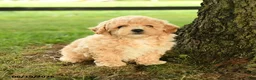 Bichpoo dogs for sale: Dorian - Ad 3