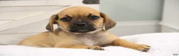 Puggle dogs for sale: Liberty - Ad 7