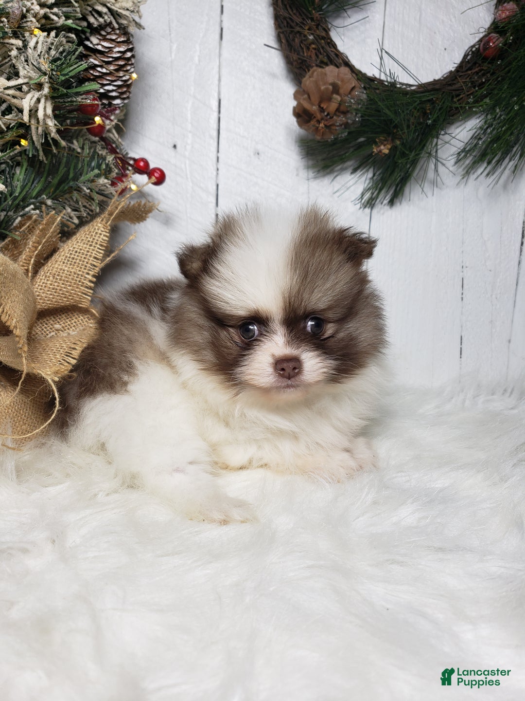 Pomeranian dogs for sale: Ace  - Ad 2