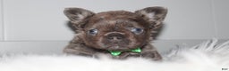 French Bulldog dogs for sale: French Bulldog Puppy 1 - Ad 11
