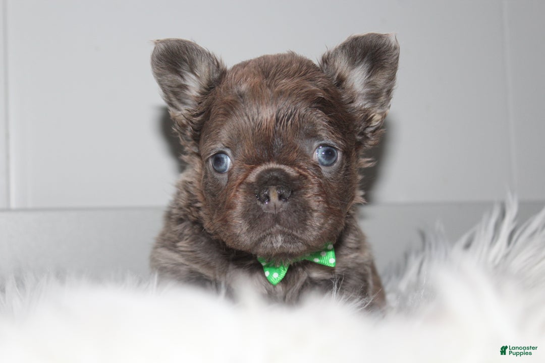 French Bulldog dogs for sale: French Bulldog Puppy 1 - Ad 11