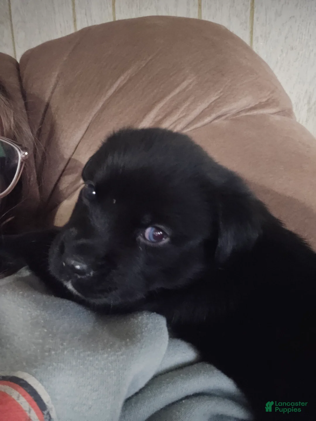 Mixed Breed dogs for sale: Hershey - Ad 1