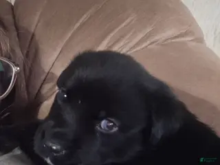 Mixed Breed dogs Hershey - Ad 8