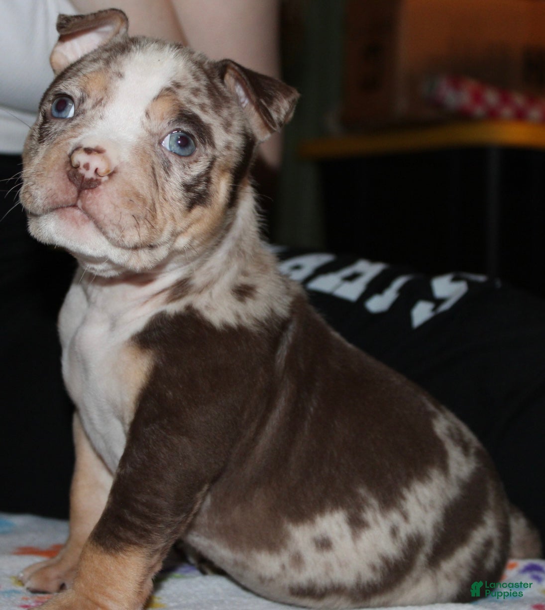 American Bully dogs Harvey  - Ad 2