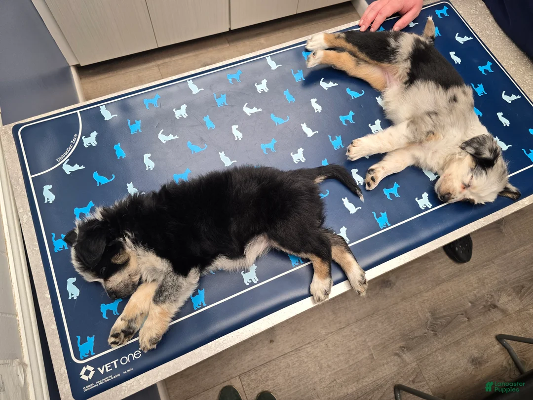 Miniature Australian Shepherd dogs for sale: Miniature Australian Shepherd 4 - Ad 2