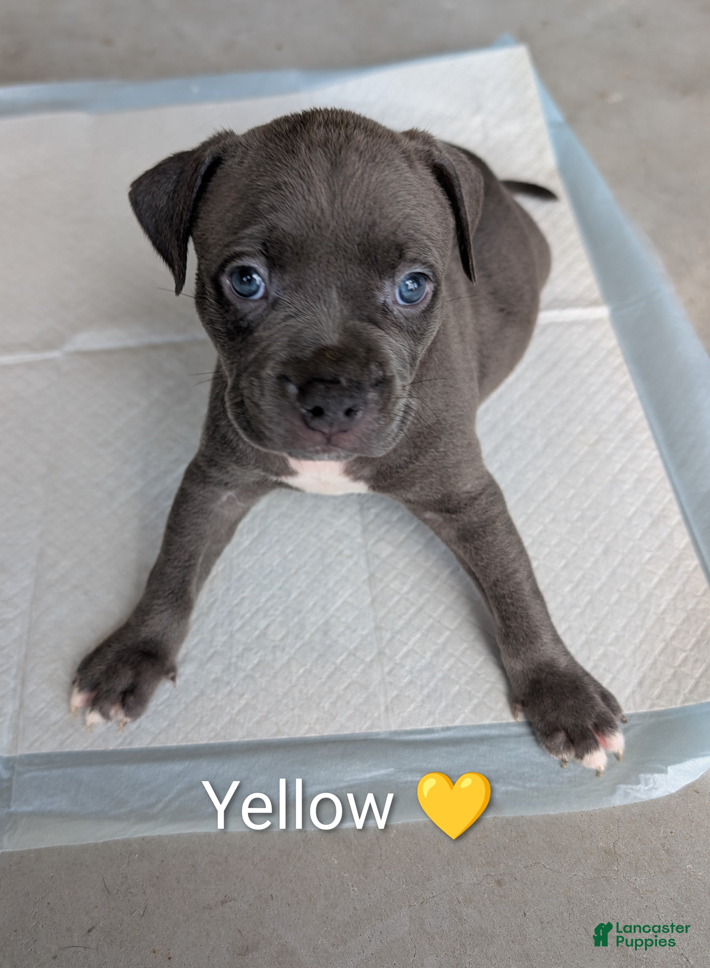 American Bully dogs American Bully 4 - Ad 1