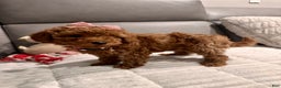 Toy Poodle dogs for sale: Ginger- AKC GENETIC TESTED - Ad 14