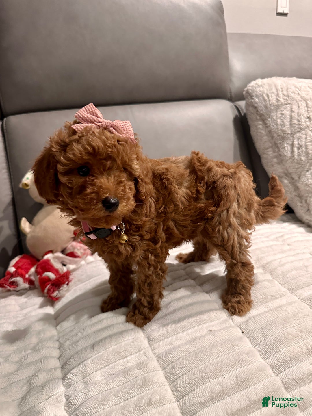 Toy Poodle dogs for sale: Ginger- AKC GENETIC TESTED - Ad 14