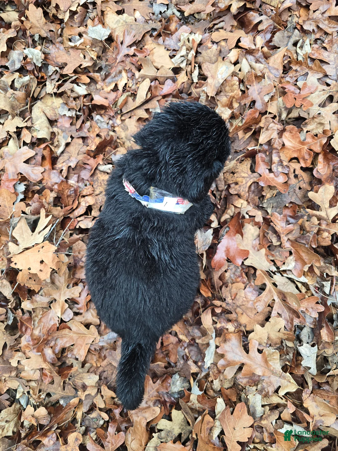 Newfoundland dogs for sale: Newfoundland Puppy 1 - Ad 4