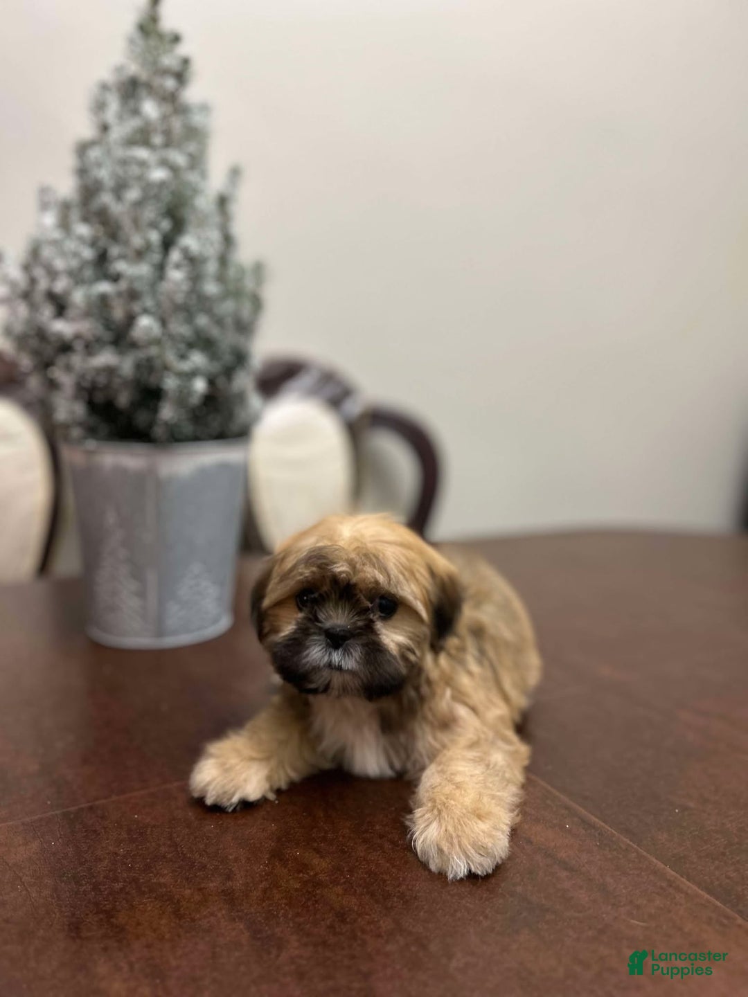 Shih Tzu dogs for sale: September - Ad 2
