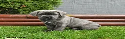 Cane Corso dogs for sale: Antler - Ad 1