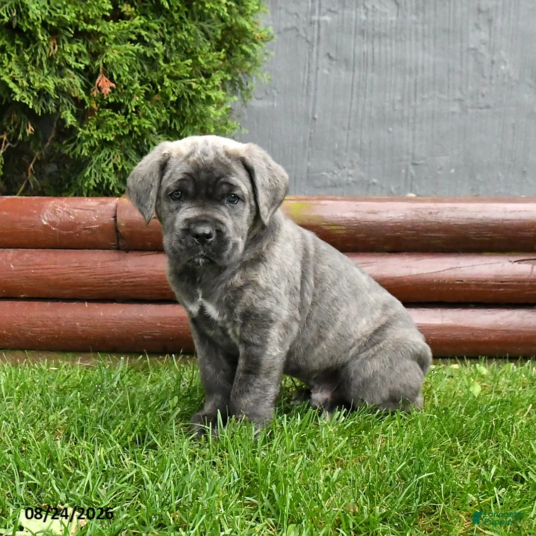 Cane Corso dogs for sale: Antler - Ad 1