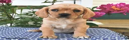 Mixed Breed dogs for sale: Cassie   - Ad 2