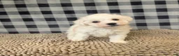 Bichon Frise dogs for sale: Lee - Ad 4