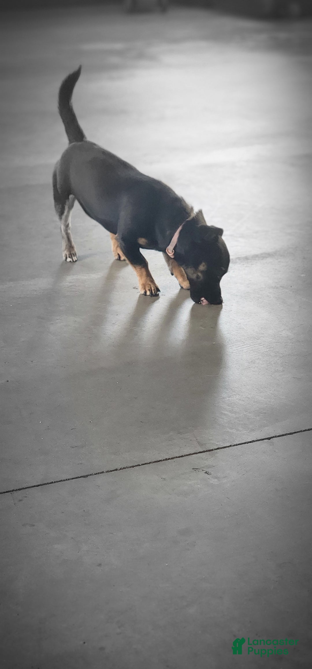 Mixed Breed dogs for sale: Bella - Ad 4