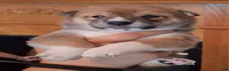 Shiba Inu dogs for sale: Shiba Inu Puppy 4 - Ad 2