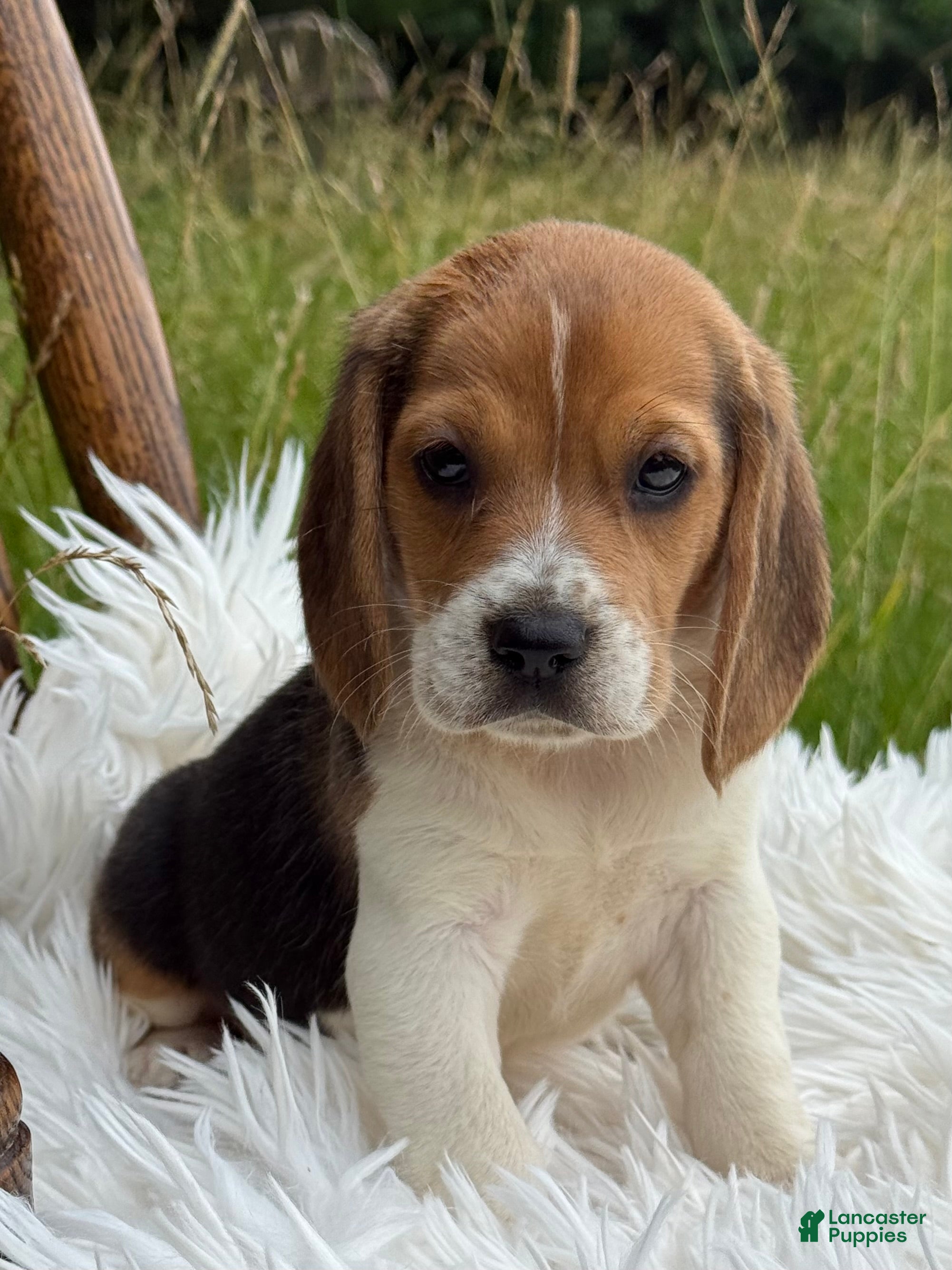 Beagle dogs Addie - Ad 1