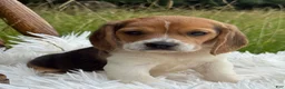 Beagle dogs for sale: Addie - Ad 1