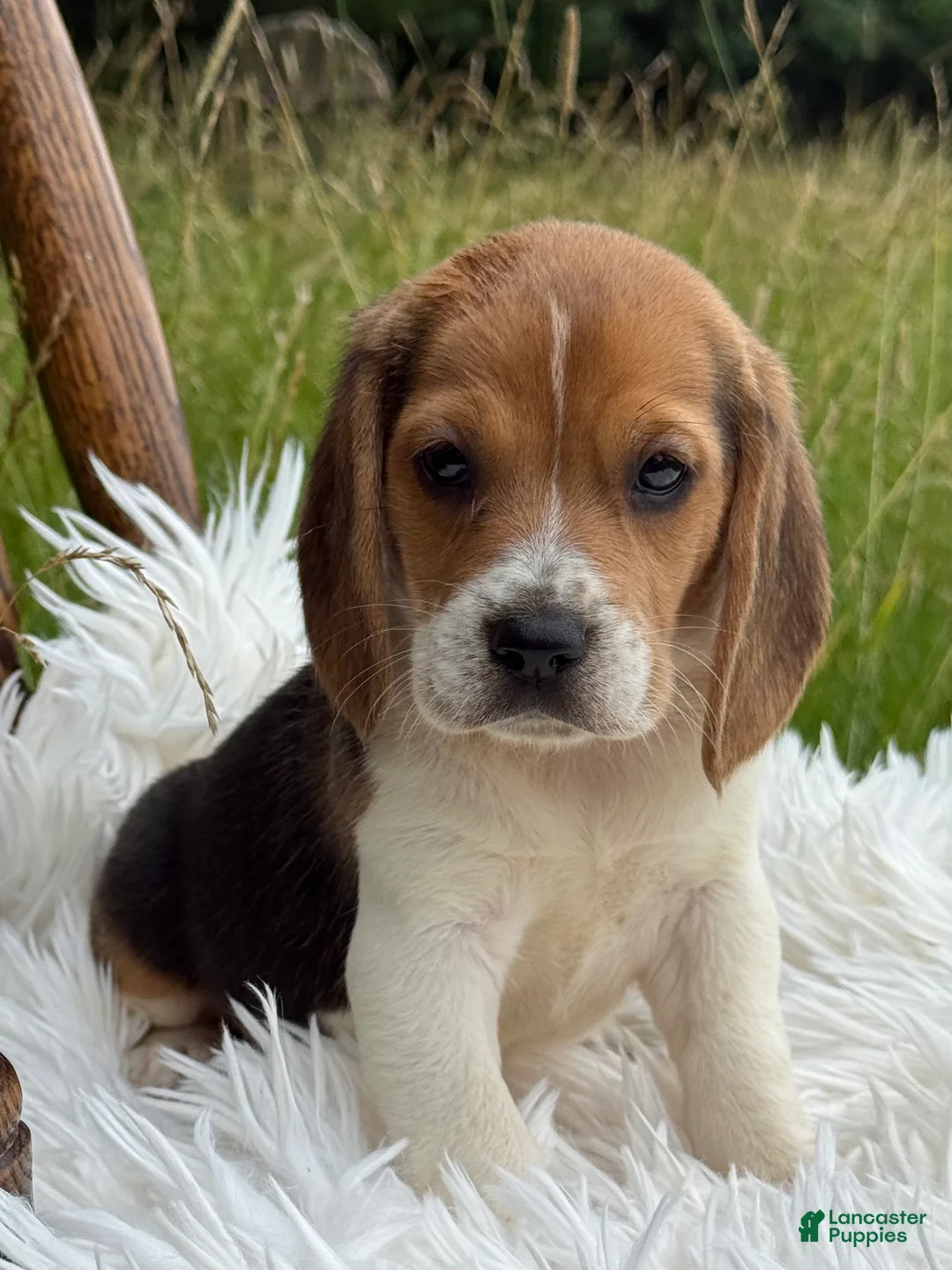 Beagle dogs for sale: Addie - Ad 1