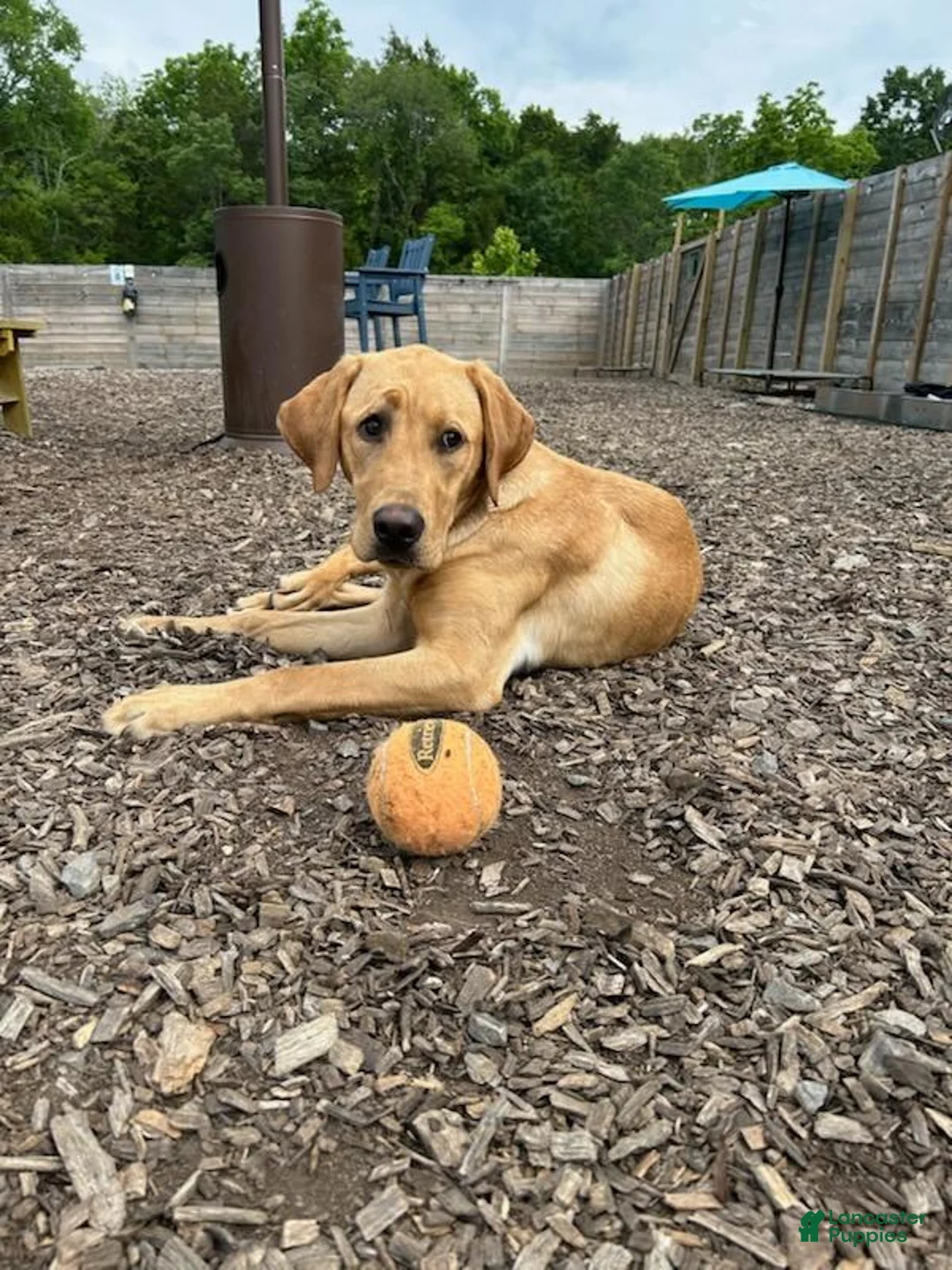 Labrador Retriever dogs for sale: Labrador Retriever Female 1 - Ad 3