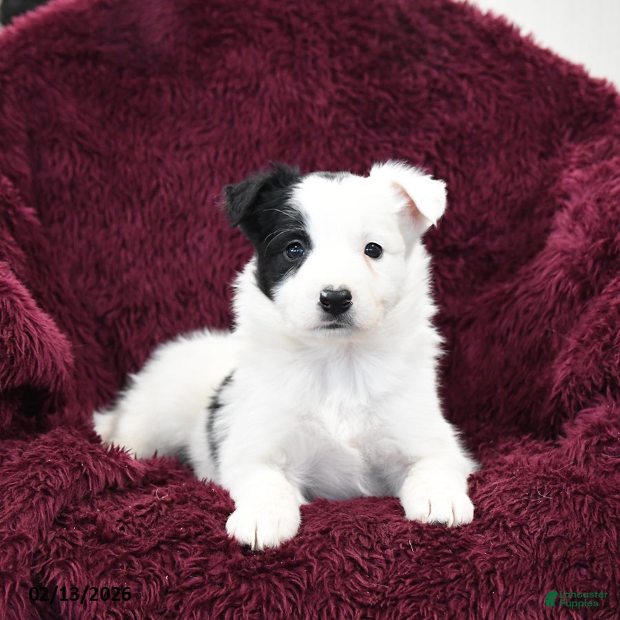 Border Collie dogs Spot - Ad 2