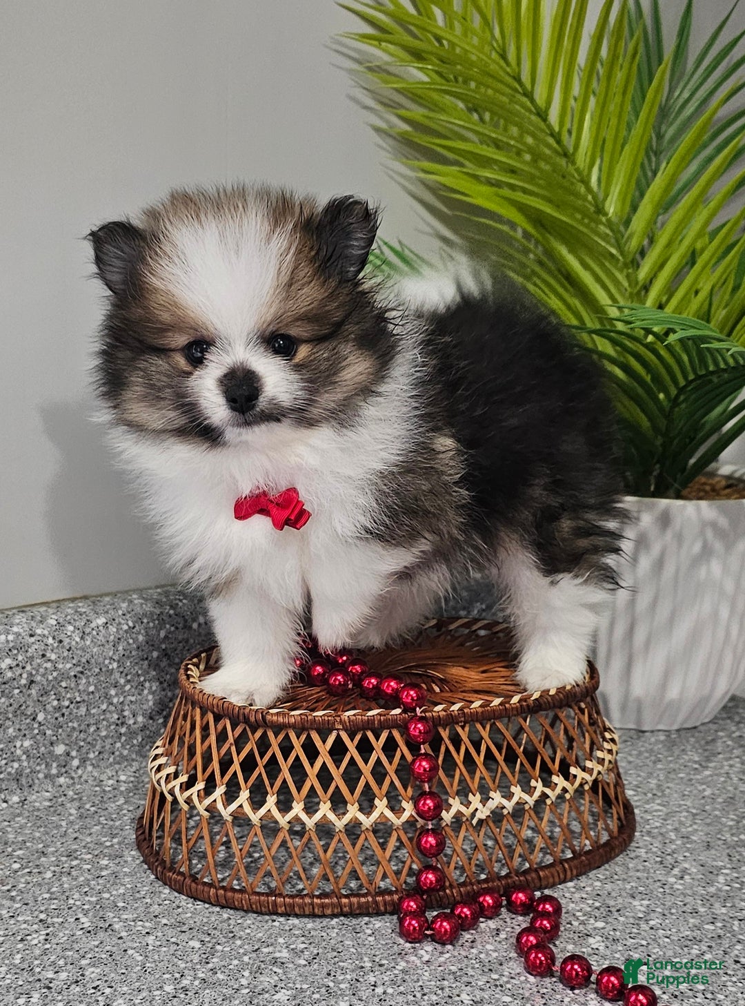 Pomeranian dogs for sale: Snickers - Ad 7