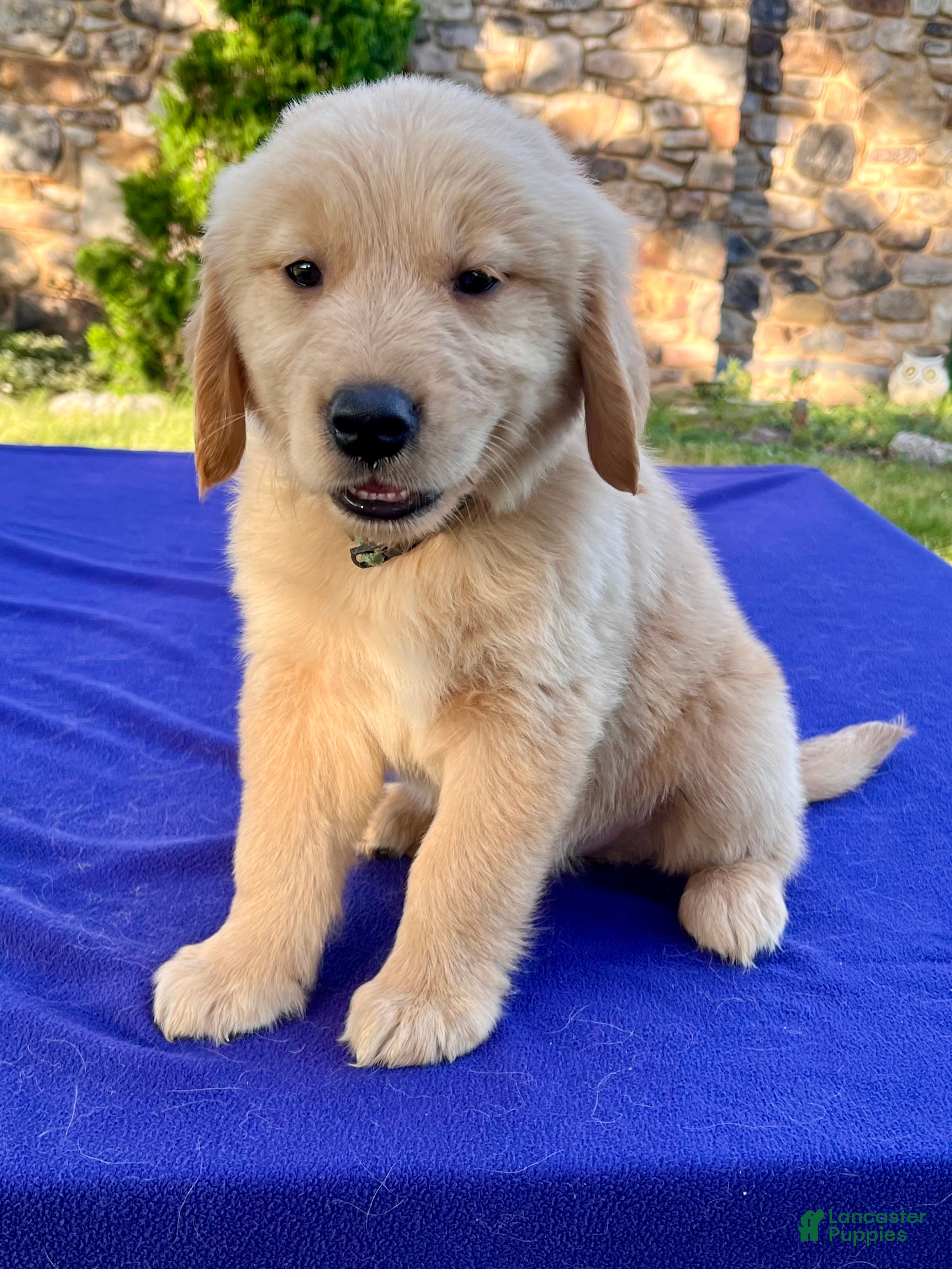 Golden Retriever dogs Coconut - Ad 2