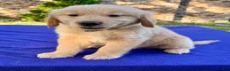 Golden Retriever dogs for sale: Coconut - Ad 2