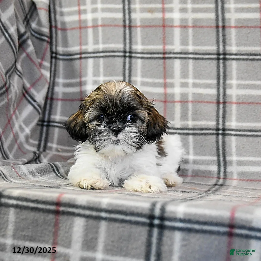 Shih Tzu dogs for sale: Sarge - Ad 9