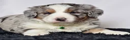 Bernedoodle dogs for sale: Mr. Simba - Ad 6