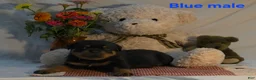 Rottweiler dogs for sale: Blue male - Ad 2