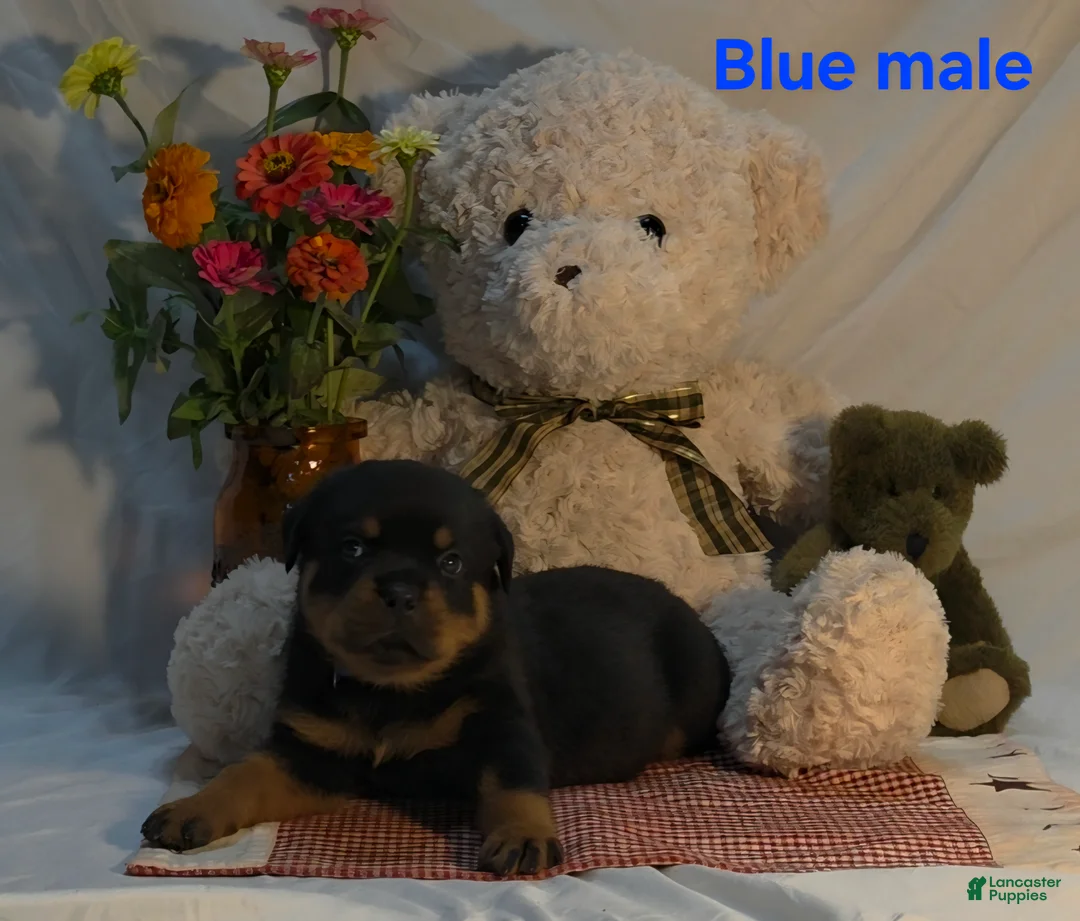 Rottweiler dogs for sale: Blue male - Ad 2