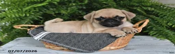 Pug dogs for sale: Edison - Ad 4