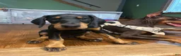 Doberman Pinscher dogs for sale: Doberman Pinscher 1 - Ad 3