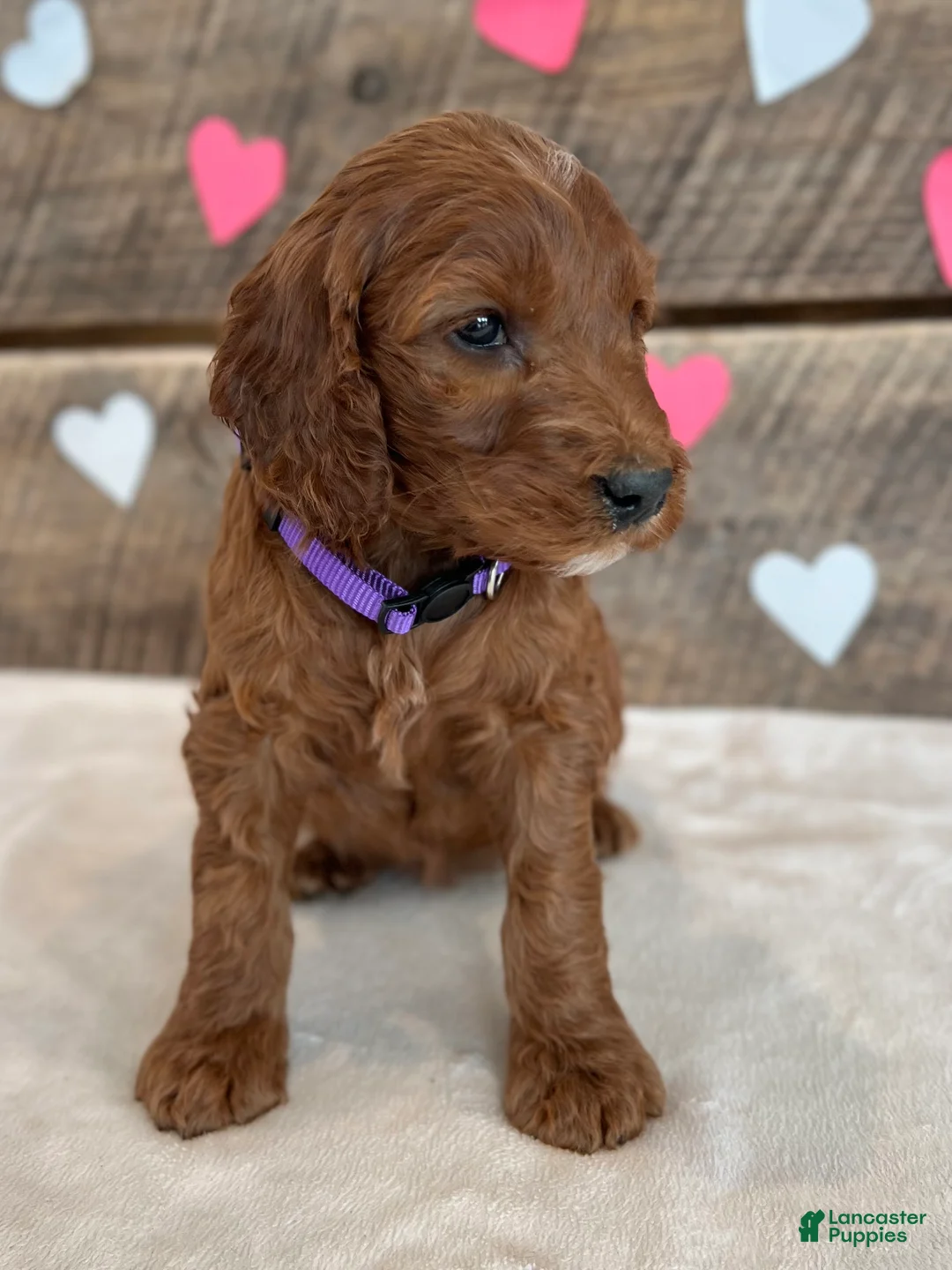 Irish Doodle dogs for sale: Lily - Ad 5