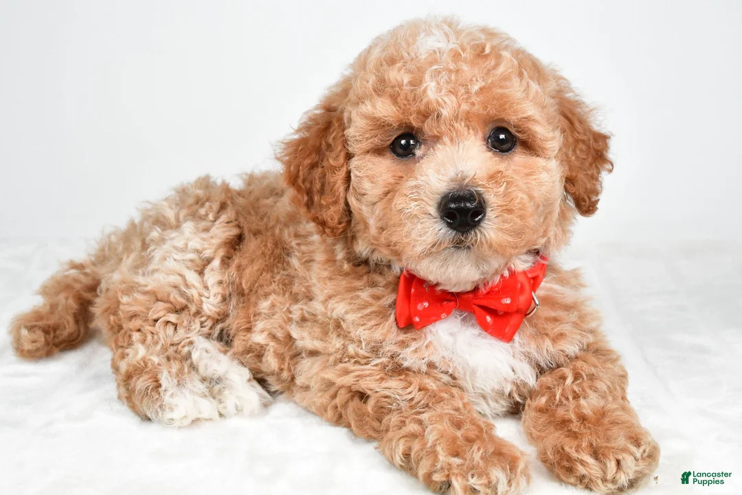 Bichpoo dogs for sale: Simon - Ad 1