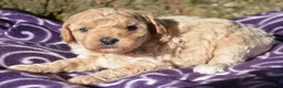 Cavapoo dogs for sale: Collin Cavapoo 3 - Ad 2