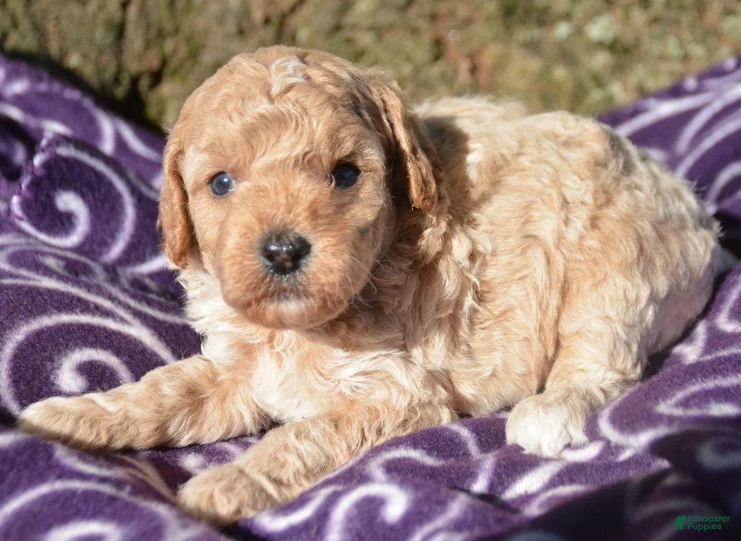 Cavapoo dogs for sale: Collin Cavapoo 3 - Ad 2