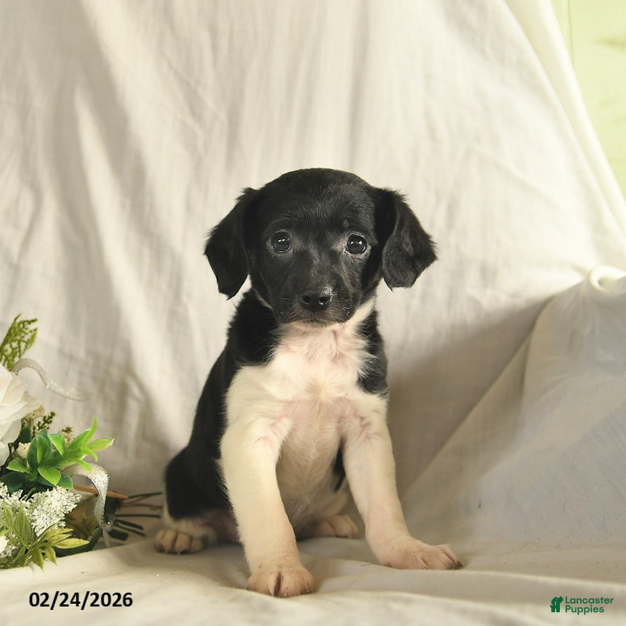 Mixed Breed dogs Merci  - Ad 1